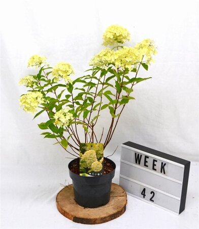 Hydrangea pan. 'Limelight' 40-50 cm cont. 3,0L - afbeelding 2