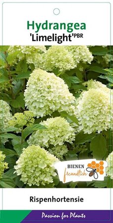Hydrangea pan. 'Limelight' 40-50 cm cont. 3,0L - afbeelding 1