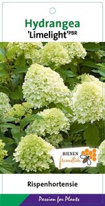 Hydrangea pan. 'Limelight' 40-50 cm cont. 3,0L