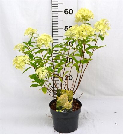 Hydrangea pan. 'Limelight' 40-50 cm cont. 3,0L - afbeelding 3