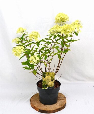 Hydrangea pan. 'Limelight' 40-50 cm cont. 3,0L - afbeelding 4