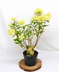 Hydrangea pan. 'Limelight' 40-50 cm cont. 3,0L - afbeelding 4