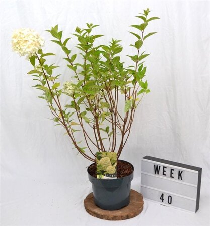 Hydrangea pan. 'Limelight' 40-60 cm cont. 5,0L - afbeelding 5