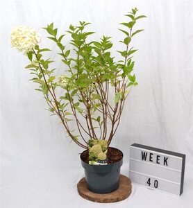 Hydrangea pan. 'Limelight' 40-60 cm cont. 5,0L - afbeelding 5