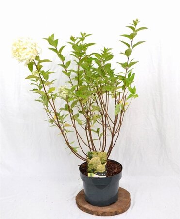 Hydrangea pan. 'Limelight' 40-60 cm cont. 5,0L - afbeelding 6