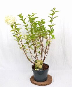 Hydrangea pan. 'Limelight' 40-60 cm cont. 5,0L - afbeelding 6