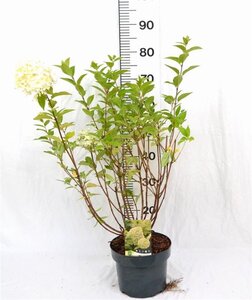 Hydrangea pan. 'Limelight' 40-60 cm cont. 5,0L - afbeelding 7