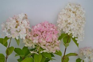 Hydrangea pan. 'Limelight' 40-60 cm cont. 5,0L - afbeelding 8