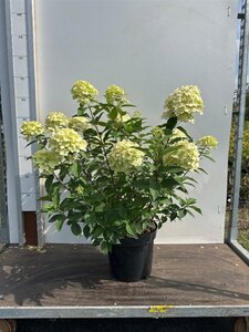 Hydrangea pan. 'Limelight' 40-60 cm cont. 7,5L