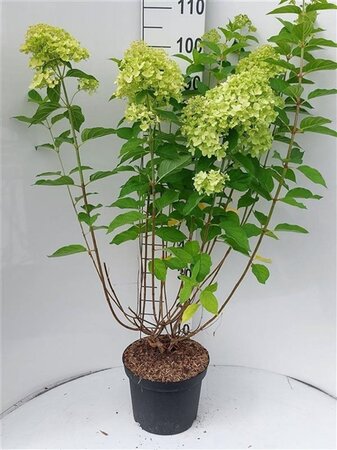 Hydrangea pan. 'Limelight' 60-70 cm cont. 7,5L - afbeelding 3