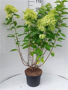 Hydrangea pan. 'Limelight' 60-70 cm cont. 7,5L - afbeelding 3