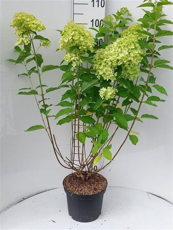 Hydrangea pan. 'Limelight' 60-70 cm cont. 7,5L - afbeelding 1