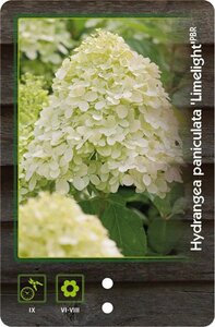Hydrangea pan. 'Limelight' 60-70 cm cont. 7,5L - afbeelding 4