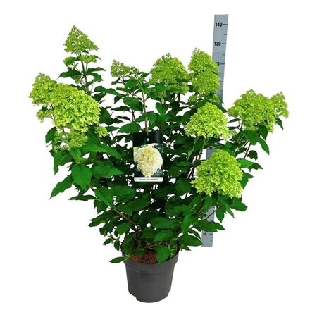 Hydrangea pan. 'Limelight' 60-80 cm cont. 15L - afbeelding 4