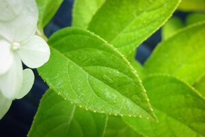 Hydrangea pan. 'Limelight' 60-80 cm cont. 15L