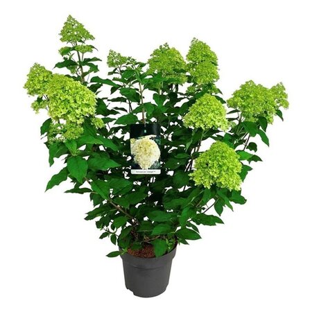 Hydrangea pan. 'Limelight' 60-80 cm cont. 15L - afbeelding 5
