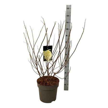 Hydrangea pan. 'Limelight' 60-80 cm cont. 15L - afbeelding 6