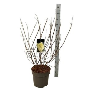 Hydrangea pan. 'Limelight' 60-80 cm cont. 15L - afbeelding 6