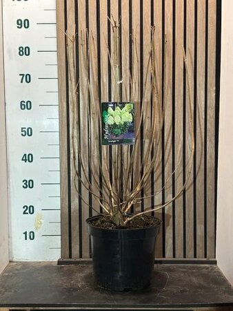 Hydrangea pan. 'Limelight' 60-80 cm cont. 7,5L - afbeelding 4