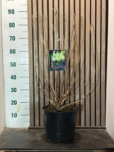 Hydrangea pan. 'Limelight' 60-80 cm cont. 7,5L - afbeelding 4