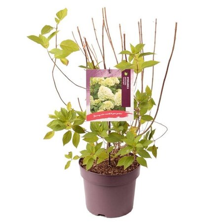 Hydrangea pan. 'Limelight' 60-80 cm cont. 7,5L - afbeelding 4