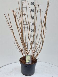 Hydrangea pan. 'Limelight' 60-80 cm cont. 7,5L - afbeelding 5