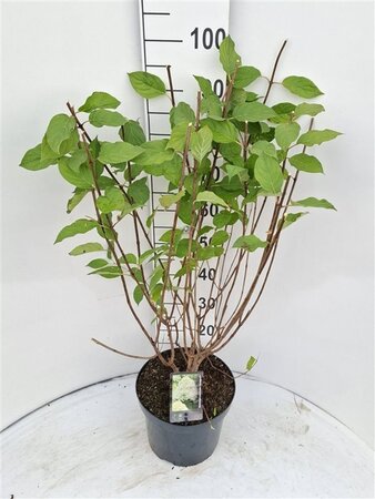 Hydrangea pan. 'Limelight' 60-80 cm cont. 7,5L - afbeelding 7