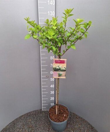 Hydrangea pan. 'Limelight' 80 cm stam cont. 7,5L - afbeelding 5