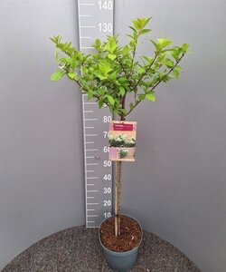 Hydrangea pan. 'Limelight' 80 cm stam cont. 7,5L - afbeelding 5