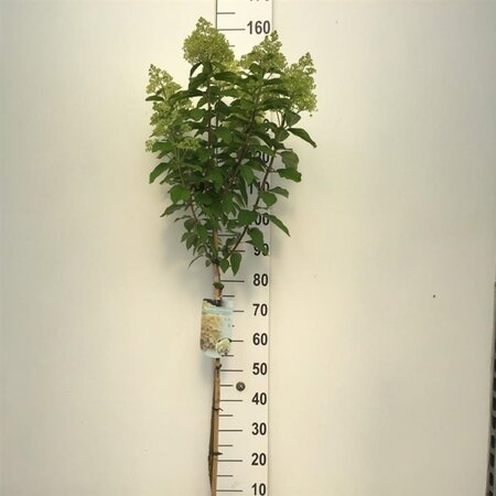 Hydrangea pan. 'Limelight' 80 cm stam cont. 7,5L - afbeelding 4