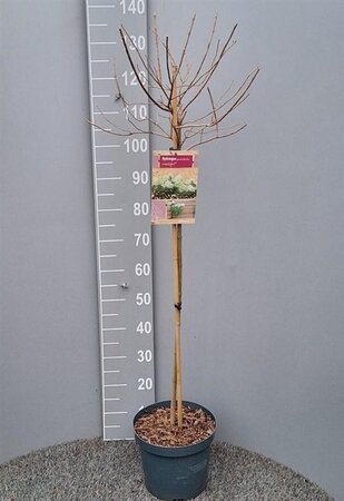 Hydrangea pan. 'Limelight' 80 cm stam cont. 7,5L - afbeelding 6