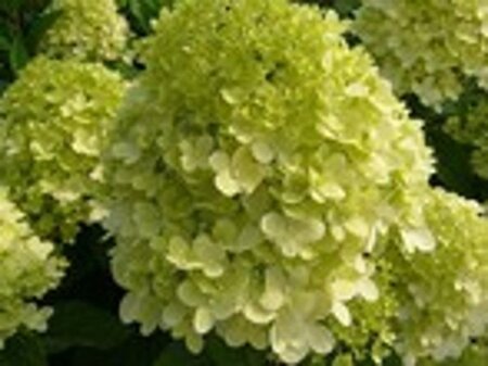 Hydrangea pan. 'Limelight' geen maat specificatie cont. 1,3L - afbeelding 2