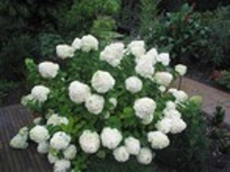 Hydrangea pan. 'Limelight' geen maat specificatie cont. 1,3L - afbeelding 3