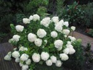 Hydrangea pan. 'Limelight' geen maat specificatie cont. 1,3L - afbeelding 3