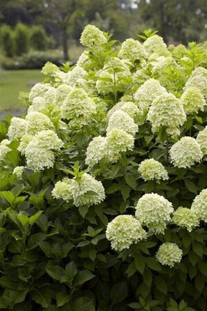 Hydrangea pan. 'Limelight' geen maat specificatie cont. 1,3L - afbeelding 4