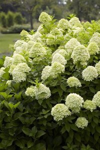 Hydrangea pan. 'Limelight' geen maat specificatie cont. 1,3L - afbeelding 4