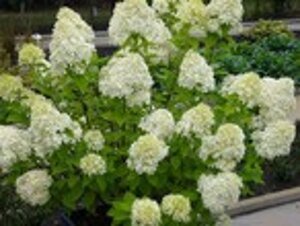 Hydrangea pan. 'Limelight' geen maat specificatie cont. 1,3L - afbeelding 5
