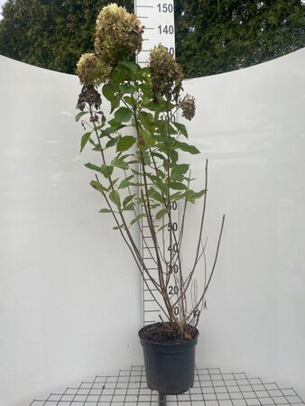 Hydrangea pan. 'Limelight' geen maat specificatie cont. 7,5L - afbeelding 1