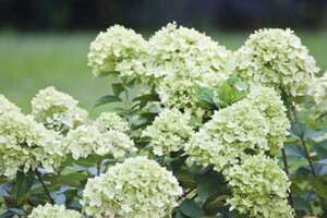 Hydrangea pan. Little Lime 40-50 cm cont. 5,0L - afbeelding 4