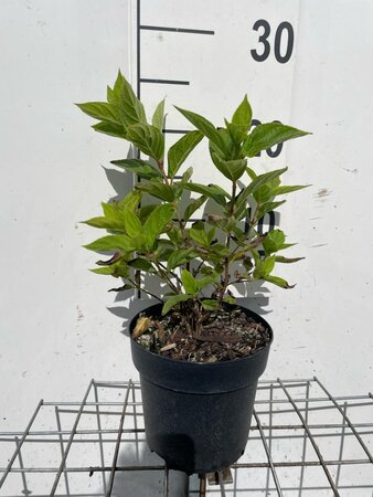 Hydrangea pan. Little Lime geen maat specificatie cont. 1,3L