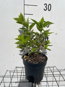 Hydrangea pan. Little Lime geen maat specificatie cont. 1,3L