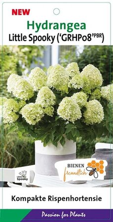 Hydrangea pan. Little Spooky 25-30 cm cont. 3,0L - afbeelding 2