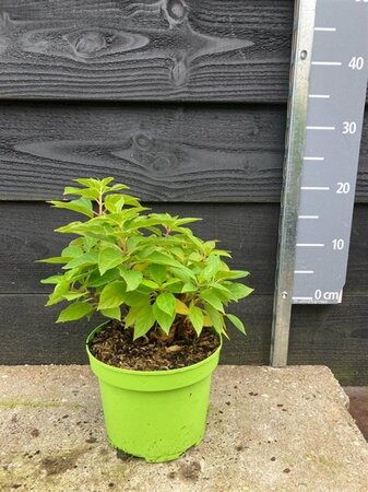 Hydrangea pan. Little Spooky 25-30 cm cont. 3,0L - afbeelding 1