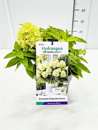 Hydrangea pan. Little Spooky 25-30 cm cont. 3,0L - afbeelding 3