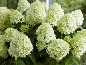 Hydrangea pan. Little Spooky 30-50 cm cont. 3,0L