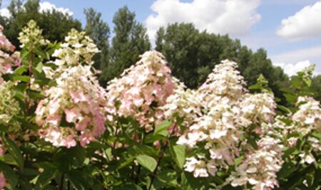 Hydrangea pan. Mega Mindy 30-40 cm container - afbeelding 2