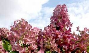 Hydrangea pan. Mega Mindy 40-60 cm cont. 3,0L
