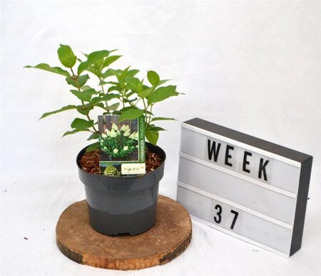 Hydrangea pan. 'Polar Bear' 25-30 cm cont. 3,0L - afbeelding 1