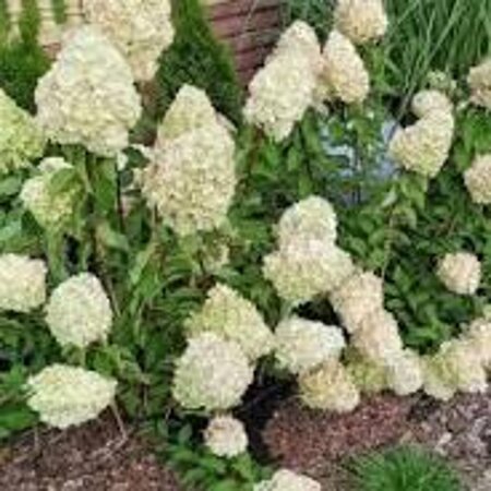 Hydrangea pan. 'Polar Bear' 25-30 cm cont. 3,0L - afbeelding 2