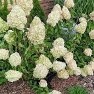 Hydrangea pan. 'Polar Bear' 25-30 cm cont. 3,0L - afbeelding 2